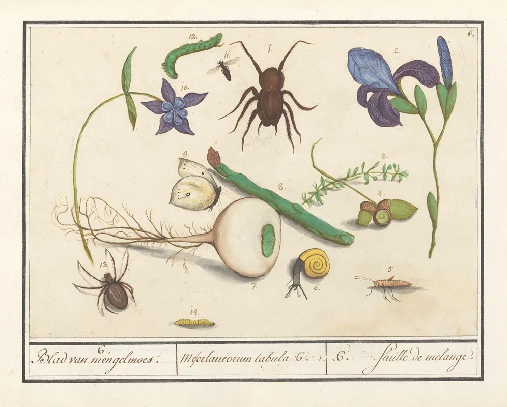 Natuurhistorische Ensemble Nr 6 6 Blad Van Mengelmoes Miscelaniorum Tabula 6 6 Feuille De Melange Wall Art by Anselmus Boëtius de Boodt - High-Resolution Digital Print