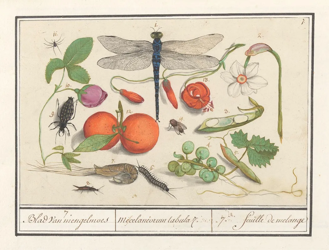 Natuurhistorische Ensemble Nr 7 7 Blad Van Mengelmoes Miscelaniorum Tabula 7 7 Feuille De Melange Wall Art by Anselmus Boëtius de Boodt - High-Resolution Digital Print