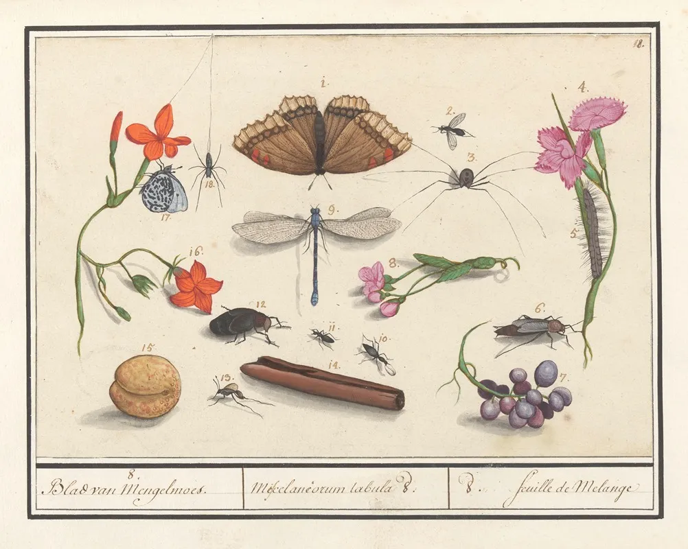 Natuurhistorische Ensemble Nr 8 8 Blad Van Mengelmoes Miscelaniorum Tabula 8 8 Feuille De Melange Wall Art by Anselmus Boëtius de Boodt - High-Resolution Digital Print