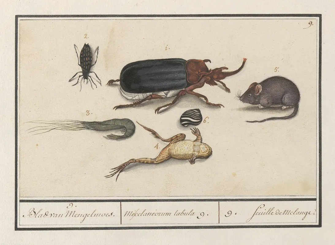Natuurhistorische Ensemble Nr 9 9 Blad Van Mengelmoes Miscelaniorum Tabula 9 9 Feuille De Melange Wall Art by Anselmus Boëtius de Boodt - High-Resolution Digital Print
