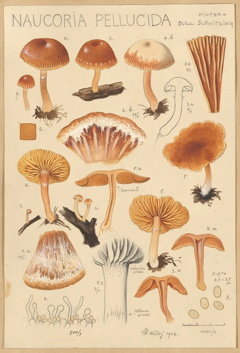 Naucoria Pellucida Wall Art by Hans Walty - High-Resolution Digital Print
