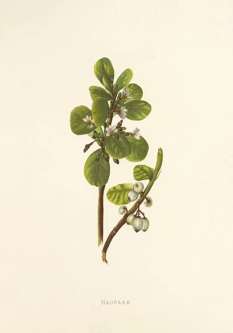 Naupaka Wall Art by Isabella McHutcheson Sinclair - High-Resolution Digital Print