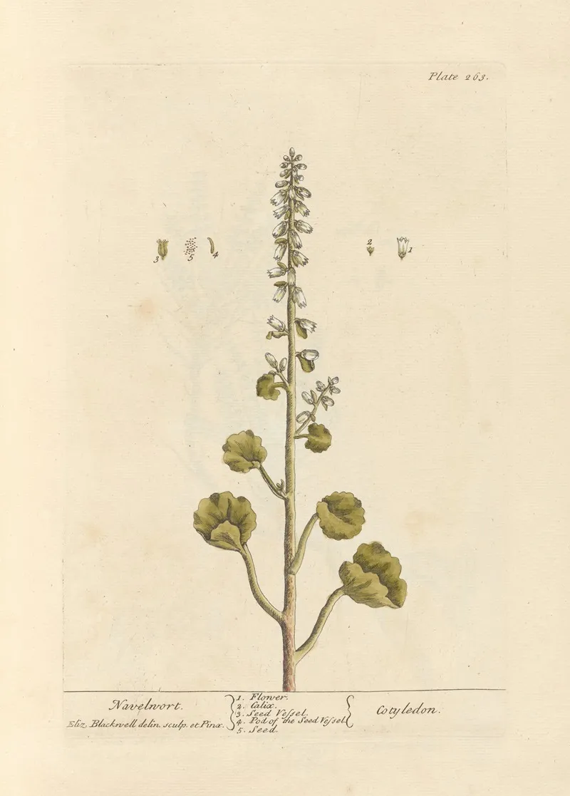 Navelwort Wall Art by Elizabeth Blackwell - High-Resolution Digital Print