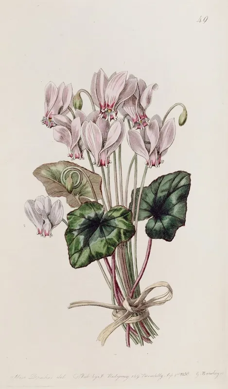 Neapolitan Cyclamen Wall Art by Sydenham Edwards - High-Resolution Digital Print