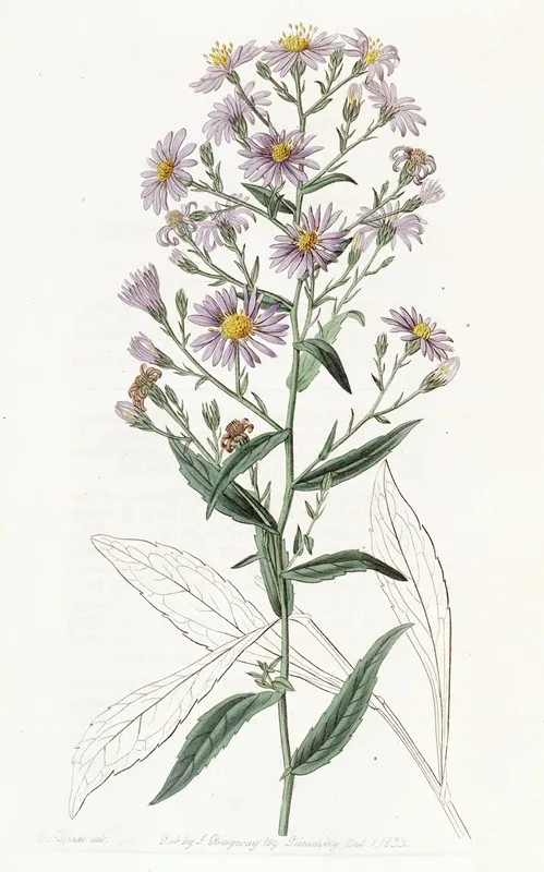 Neat Aster Wall Art by Sydenham Edwards - High-Resolution Digital Print