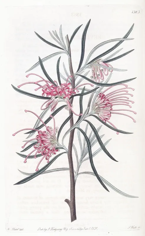 Neat Grevillea Wall Art by Sydenham Edwards - High-Resolution Digital Print