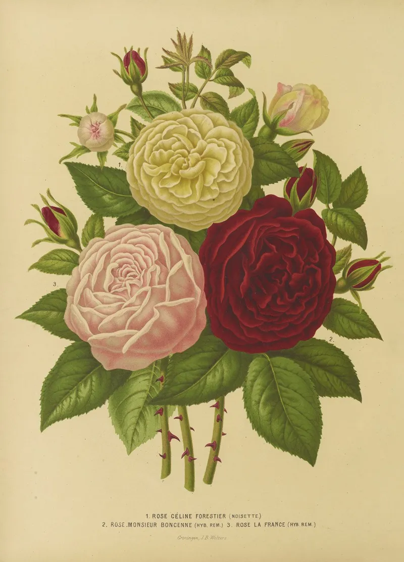 Nederlandsche Flora En Pomona Pl 01 Wall Art by Abraham Jacobus Wendel - High-Resolution Digital Print