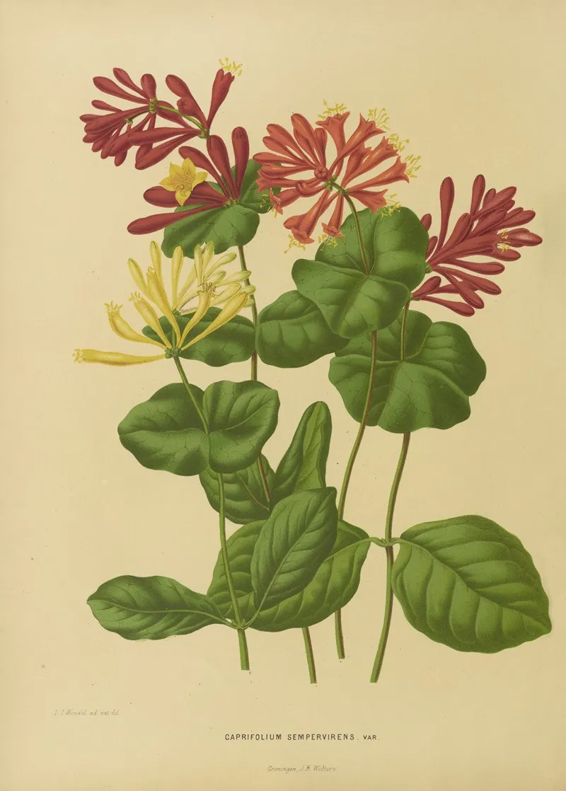 Nederlandsche Flora En Pomona Pl 03 Wall Art by Abraham Jacobus Wendel - High-Resolution Digital Print