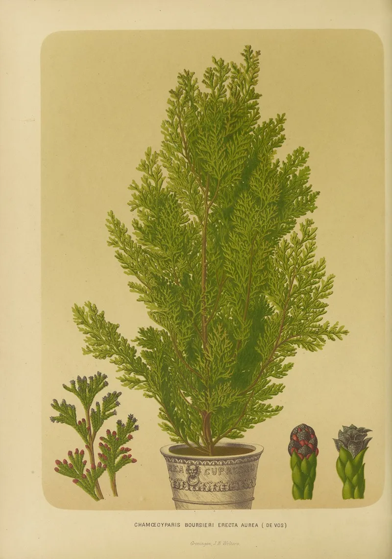 Nederlandsche Flora En Pomona Pl 04 Wall Art by Abraham Jacobus Wendel - High-Resolution Digital Print