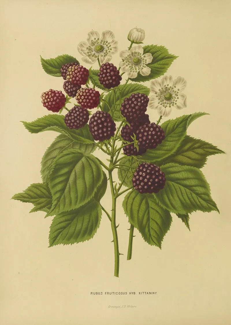 Nederlandsche Flora En Pomona Pl 05 Wall Art by Abraham Jacobus Wendel - High-Resolution Digital Print