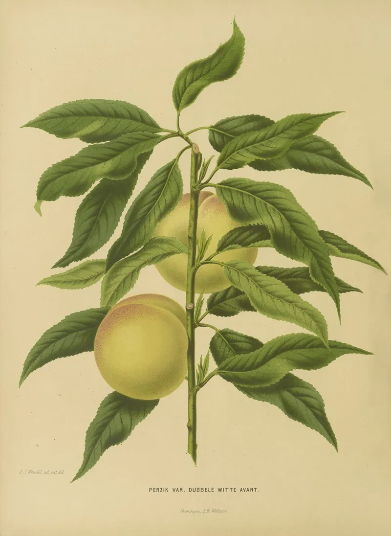 Nederlandsche Flora En Pomona Pl 06 Wall Art by Abraham Jacobus Wendel - High-Resolution Digital Print
