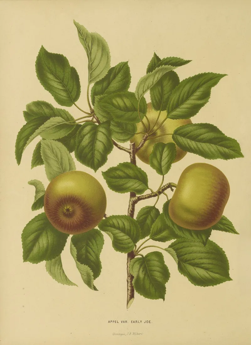 Nederlandsche Flora En Pomona Pl 07 Wall Art by Abraham Jacobus Wendel - High-Resolution Digital Print