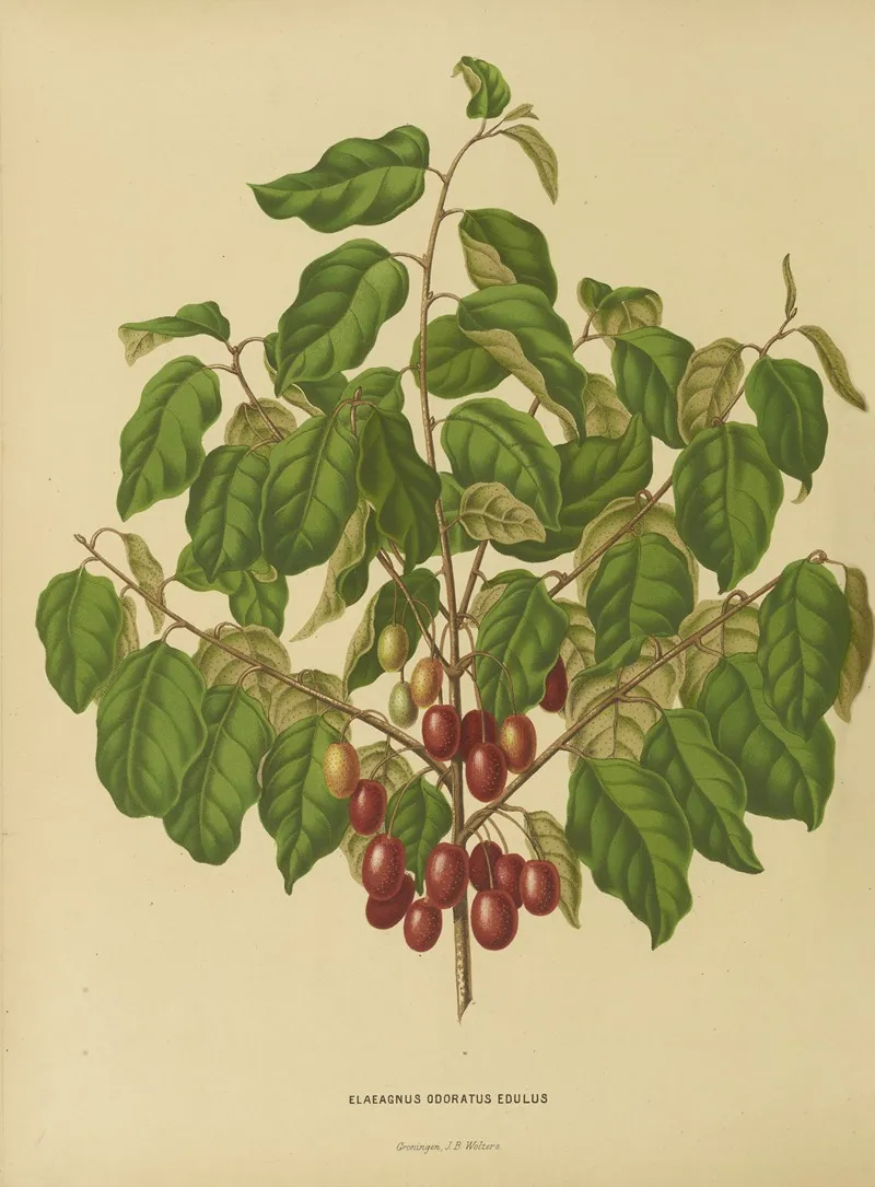 Nederlandsche Flora En Pomona Pl 08 Wall Art by Abraham Jacobus Wendel - High-Resolution Digital Print