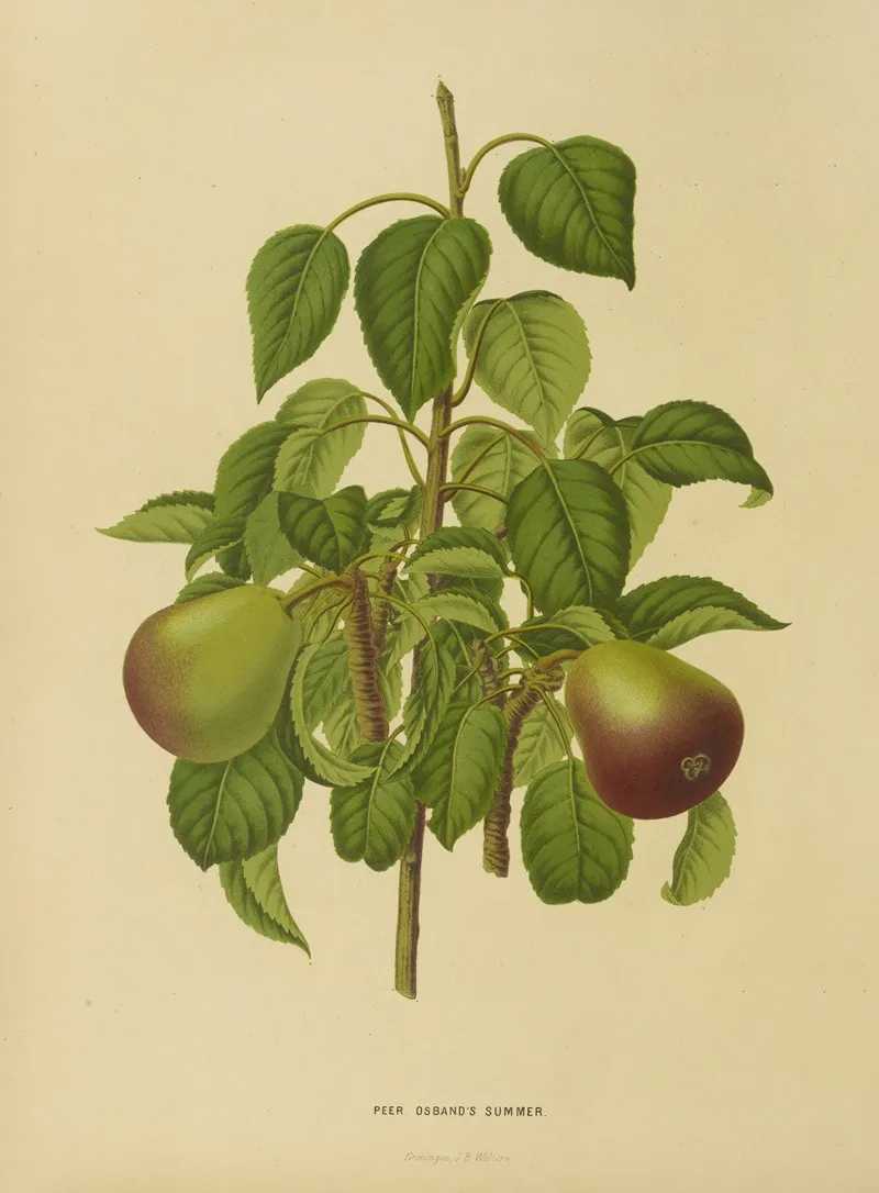 Nederlandsche Flora En Pomona Pl 11 Wall Art by Abraham Jacobus Wendel - High-Resolution Digital Print
