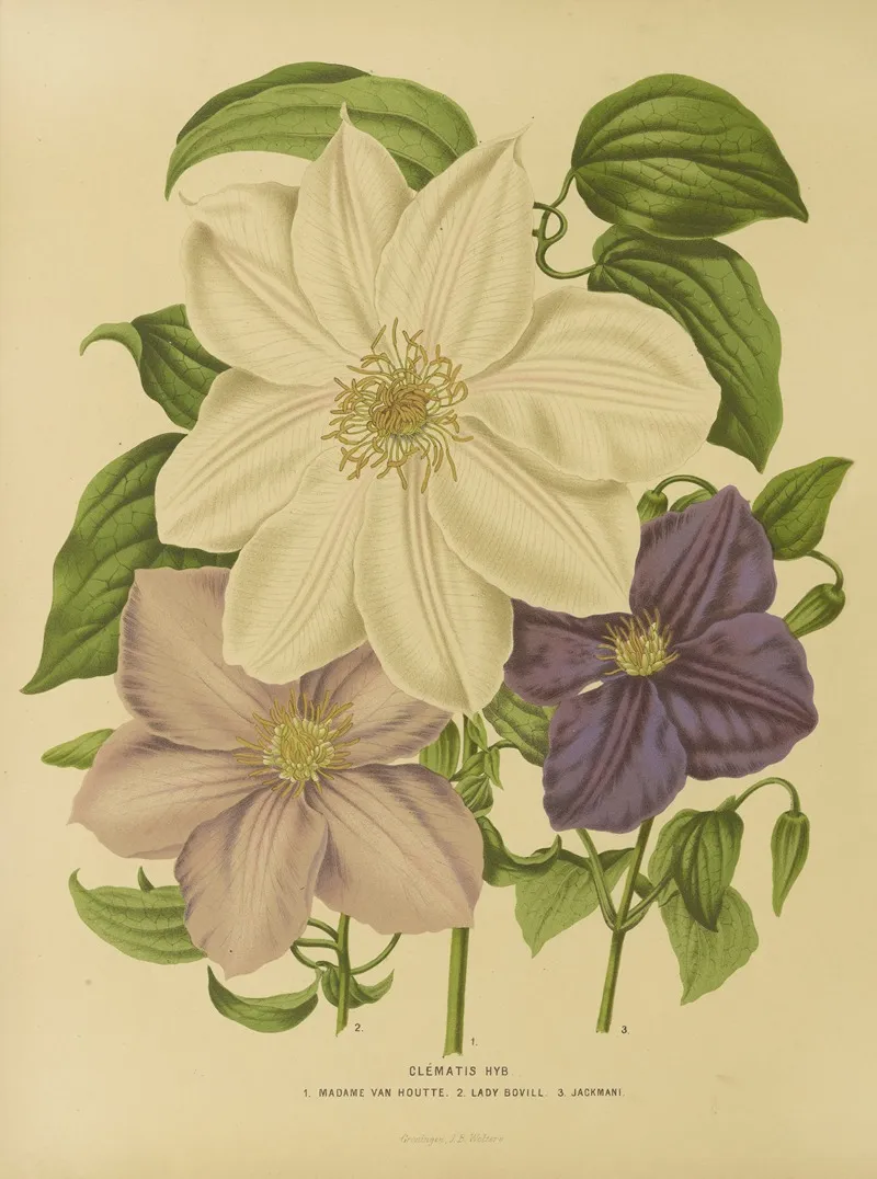 Nederlandsche Flora En Pomona Pl 12 Wall Art by Abraham Jacobus Wendel - High-Resolution Digital Print