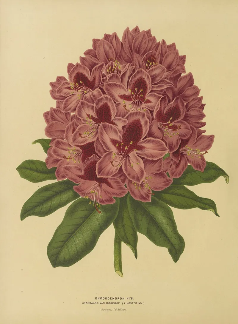 Nederlandsche Flora En Pomona Pl 13 Wall Art by Abraham Jacobus Wendel - High-Resolution Digital Print