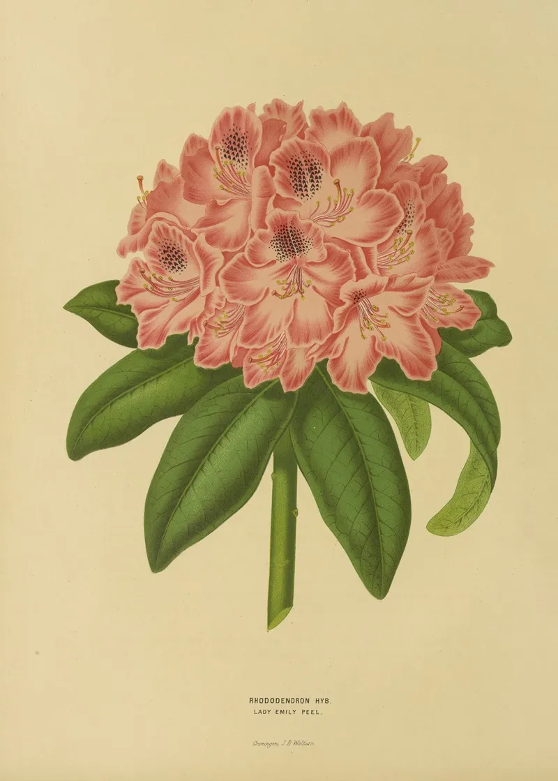 Nederlandsche Flora En Pomona Pl 14 Wall Art by Abraham Jacobus Wendel - High-Resolution Digital Print