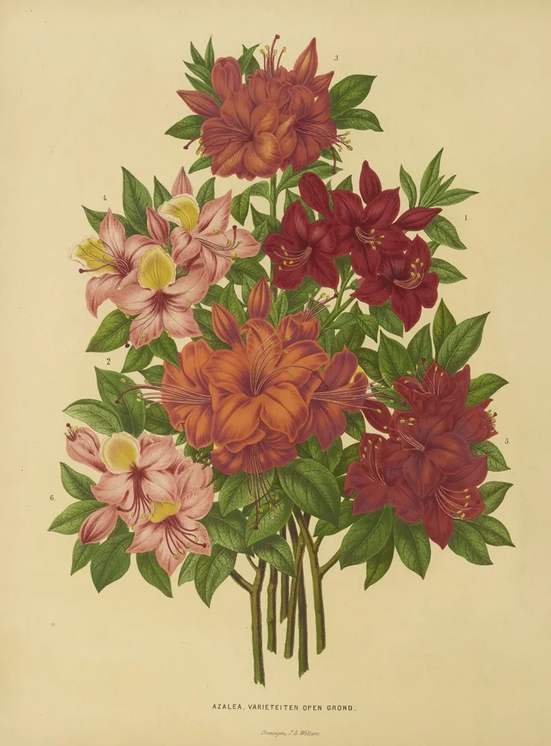 Nederlandsche Flora En Pomona Pl 15 Wall Art by Abraham Jacobus Wendel - High-Resolution Digital Print