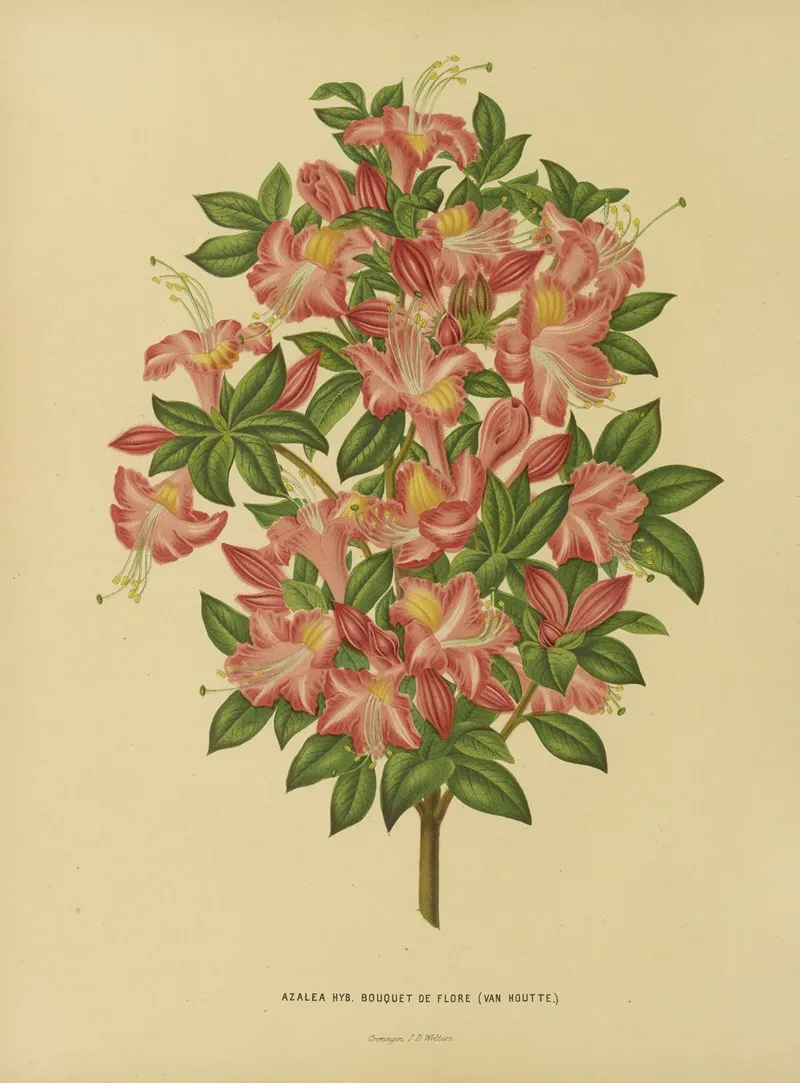 Nederlandsche Flora En Pomona Pl 16 Wall Art by Abraham Jacobus Wendel - High-Resolution Digital Print