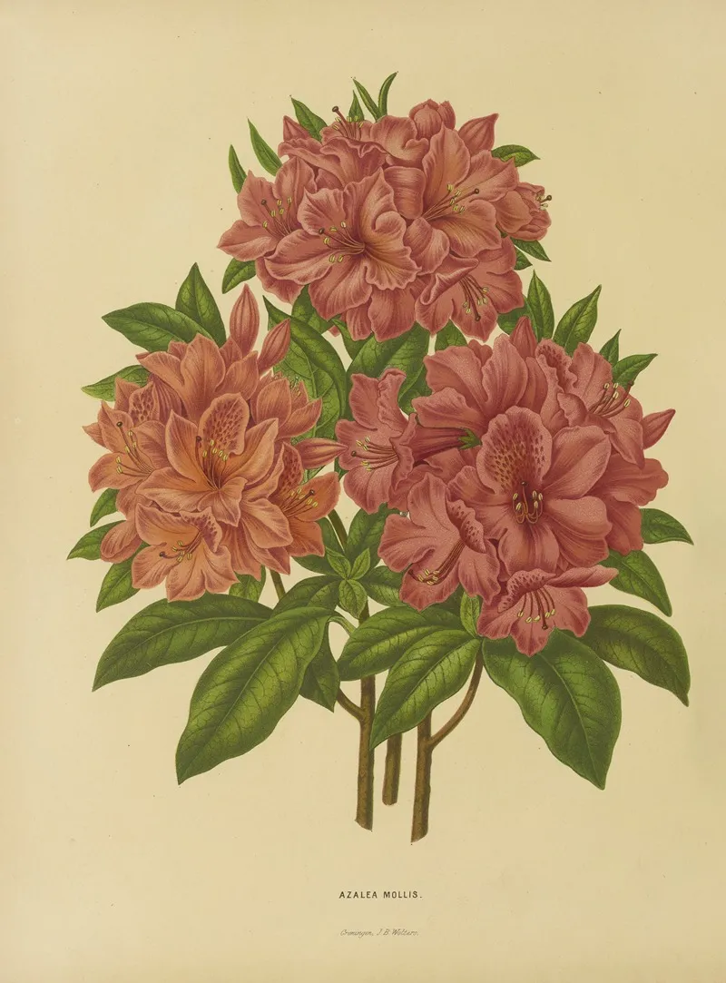 Nederlandsche Flora En Pomona Pl 17 Wall Art by Abraham Jacobus Wendel - High-Resolution Digital Print