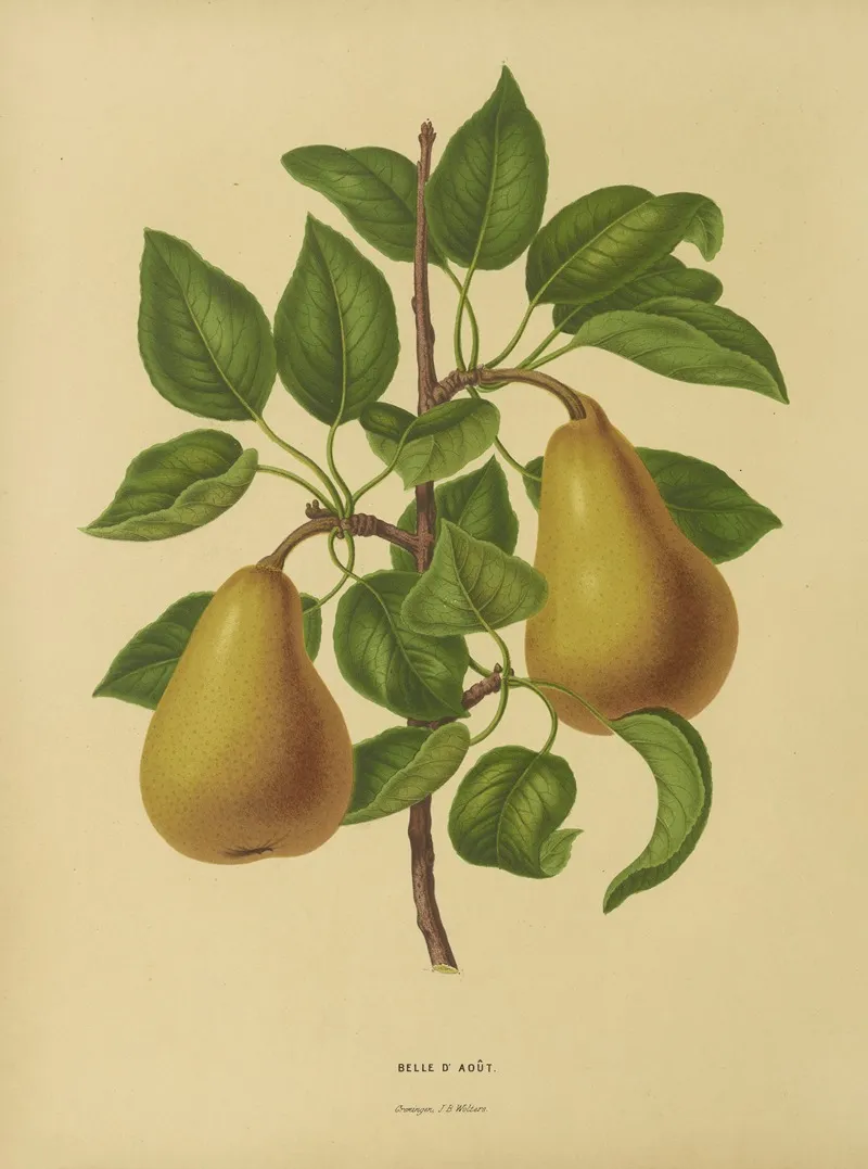Nederlandsche Flora En Pomona Pl 19 Wall Art by Abraham Jacobus Wendel - High-Resolution Digital Print