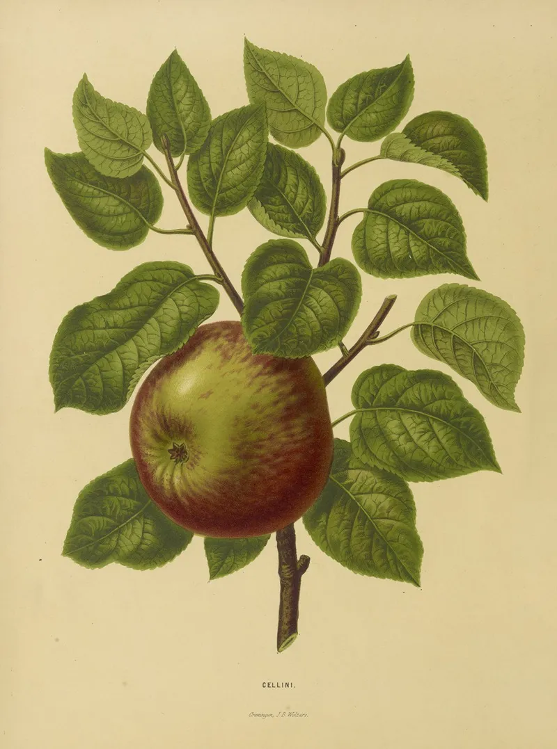 Nederlandsche Flora En Pomona Pl 20 Wall Art by Abraham Jacobus Wendel - High-Resolution Digital Print