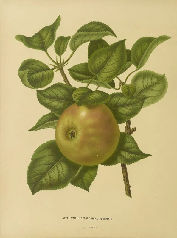 Nederlandsche Flora En Pomona Pl 23 Wall Art by Abraham Jacobus Wendel - High-Resolution Digital Print