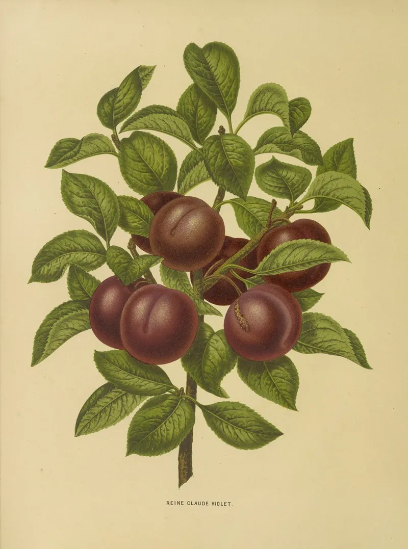 Nederlandsche Flora En Pomona Pl 24 Wall Art by Abraham Jacobus Wendel - High-Resolution Digital Print