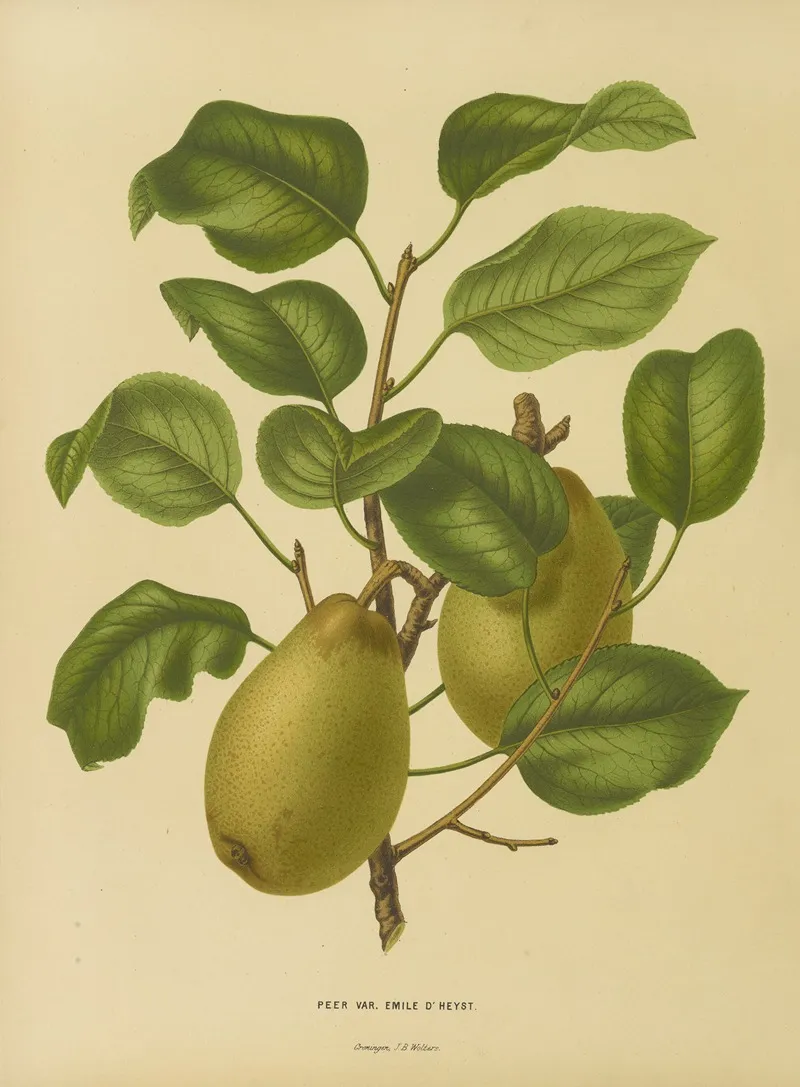 Nederlandsche Flora En Pomona Pl 25 Wall Art by Abraham Jacobus Wendel - High-Resolution Digital Print