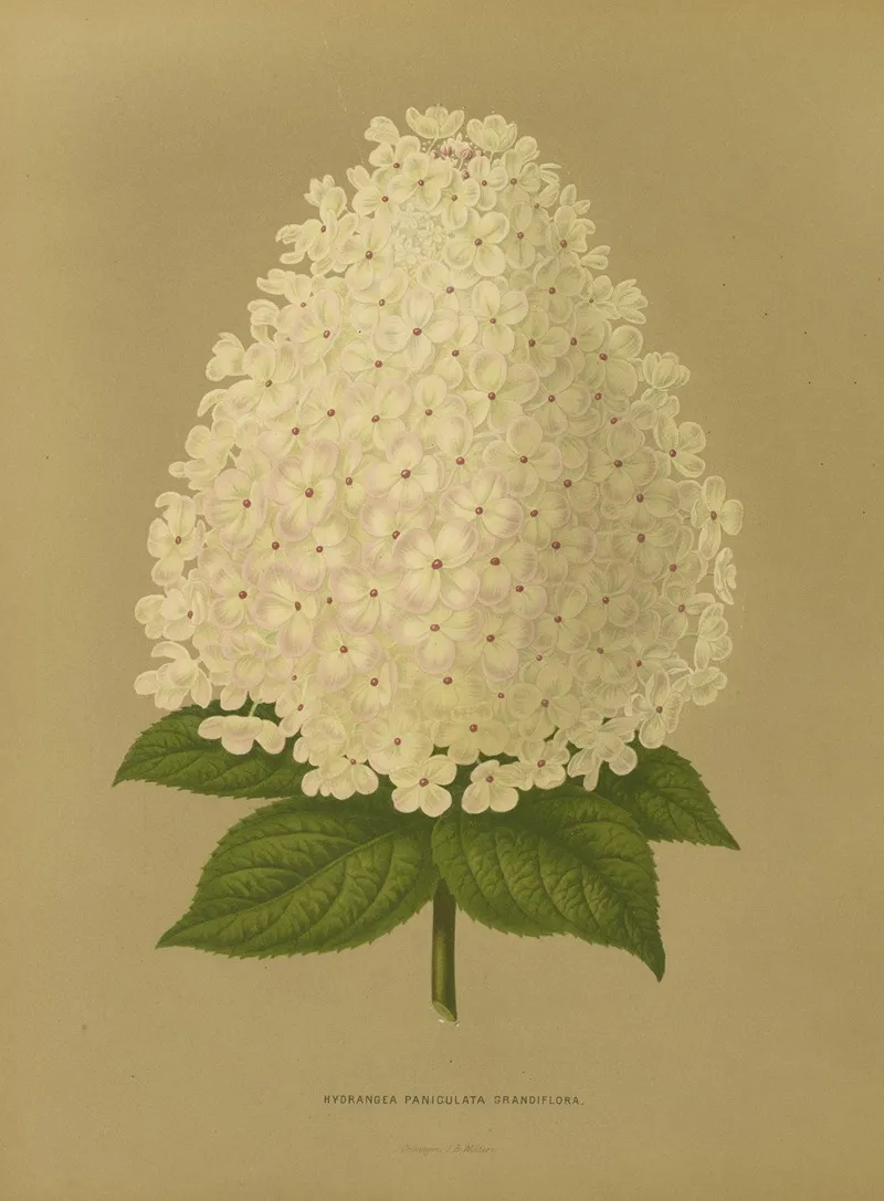 Nederlandsche Flora En Pomona Pl 26 Wall Art by Abraham Jacobus Wendel - High-Resolution Digital Print