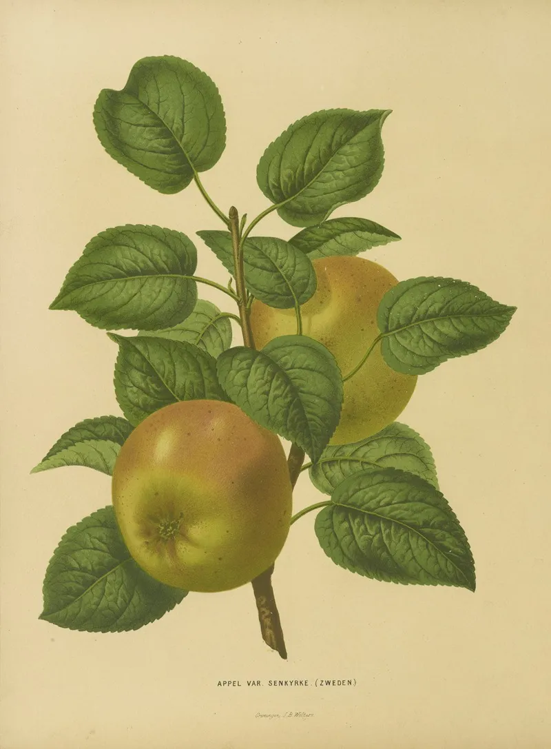 Nederlandsche Flora En Pomona Pl 27 Wall Art by Abraham Jacobus Wendel - High-Resolution Digital Print