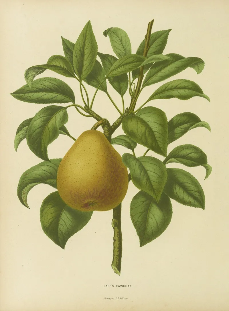 Nederlandsche Flora En Pomona Pl 28 Wall Art by Abraham Jacobus Wendel - High-Resolution Digital Print