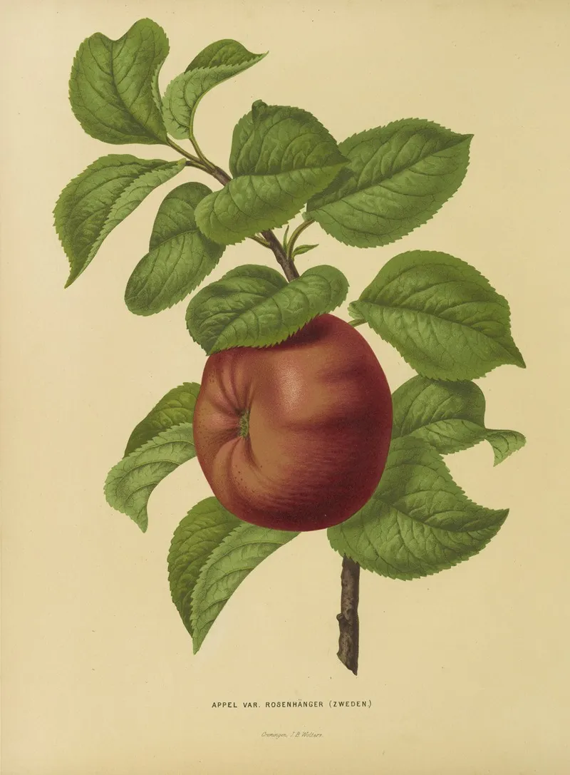 Nederlandsche Flora En Pomona Pl 29 Wall Art by Abraham Jacobus Wendel - High-Resolution Digital Print