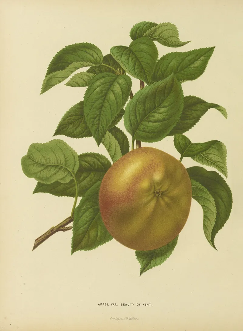 Nederlandsche Flora En Pomona Pl 31 Wall Art by Abraham Jacobus Wendel - High-Resolution Digital Print