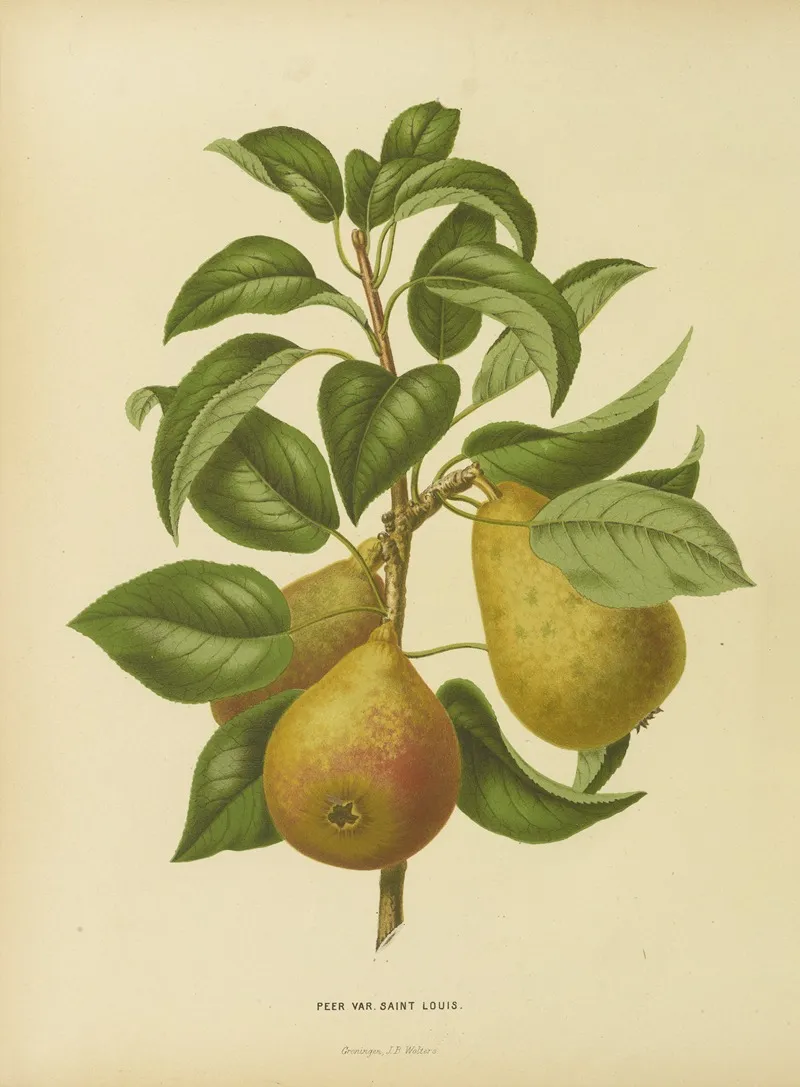 Nederlandsche Flora En Pomona Pl 33 Wall Art by Abraham Jacobus Wendel - High-Resolution Digital Print