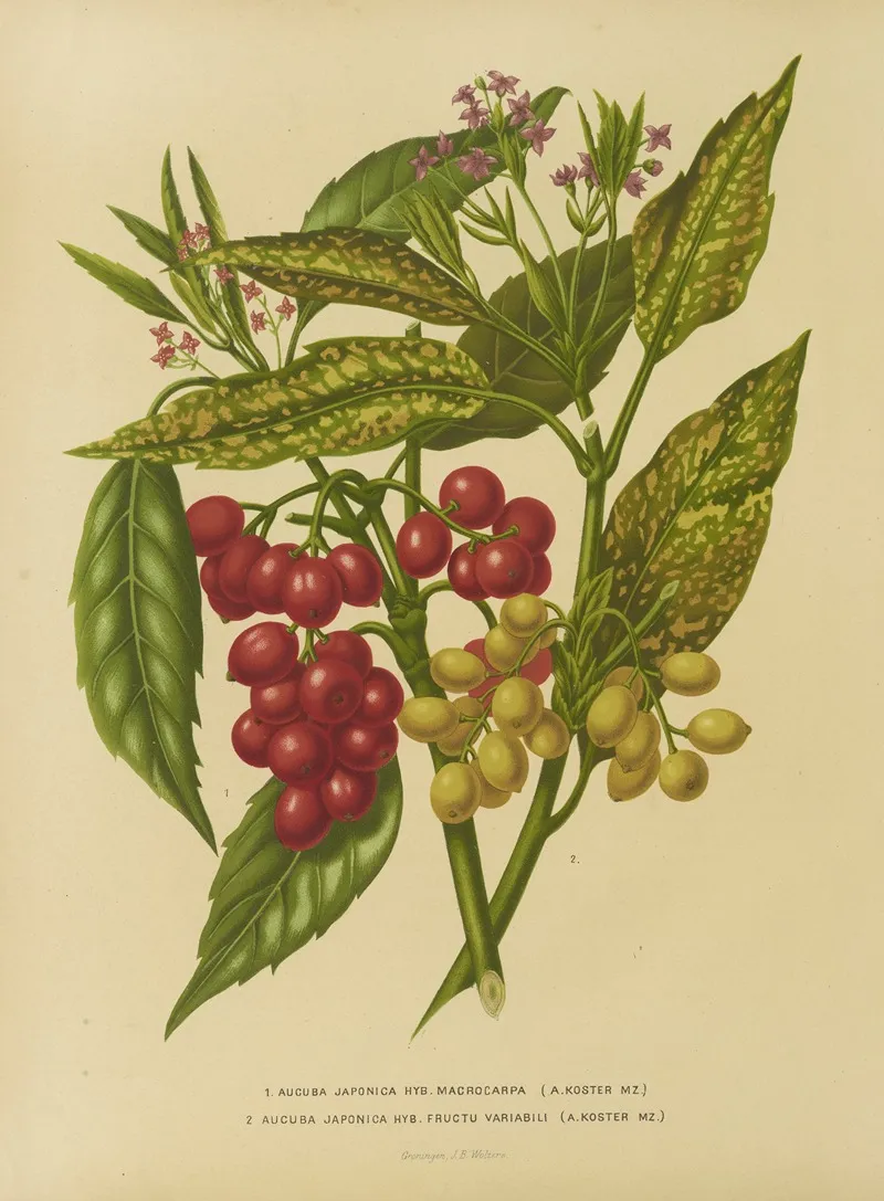 Nederlandsche Flora En Pomona Pl 34 Wall Art by Abraham Jacobus Wendel - High-Resolution Digital Print