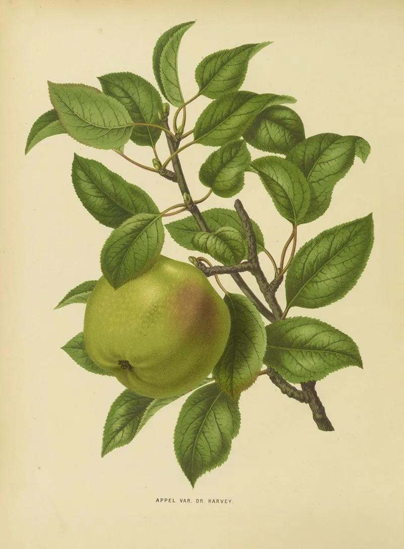 Nederlandsche Flora En Pomona Pl 35 Wall Art by Abraham Jacobus Wendel - High-Resolution Digital Print