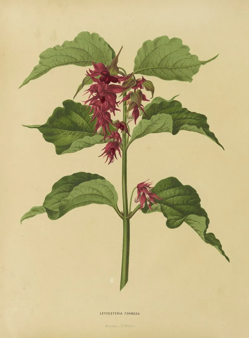 Nederlandsche Flora En Pomona Pl 36 Wall Art by Abraham Jacobus Wendel - High-Resolution Digital Print