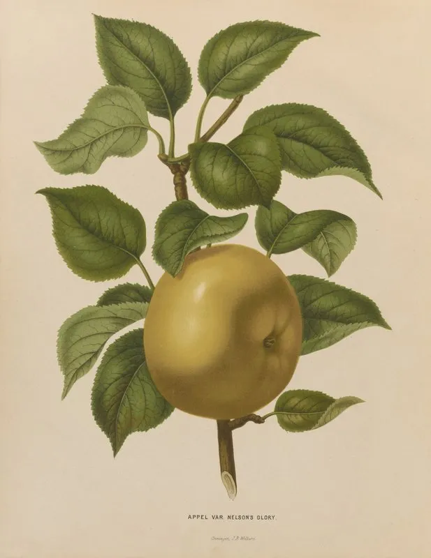 Nederlandsche Flora En Pomona Pl 38 Wall Art by Abraham Jacobus Wendel - High-Resolution Digital Print