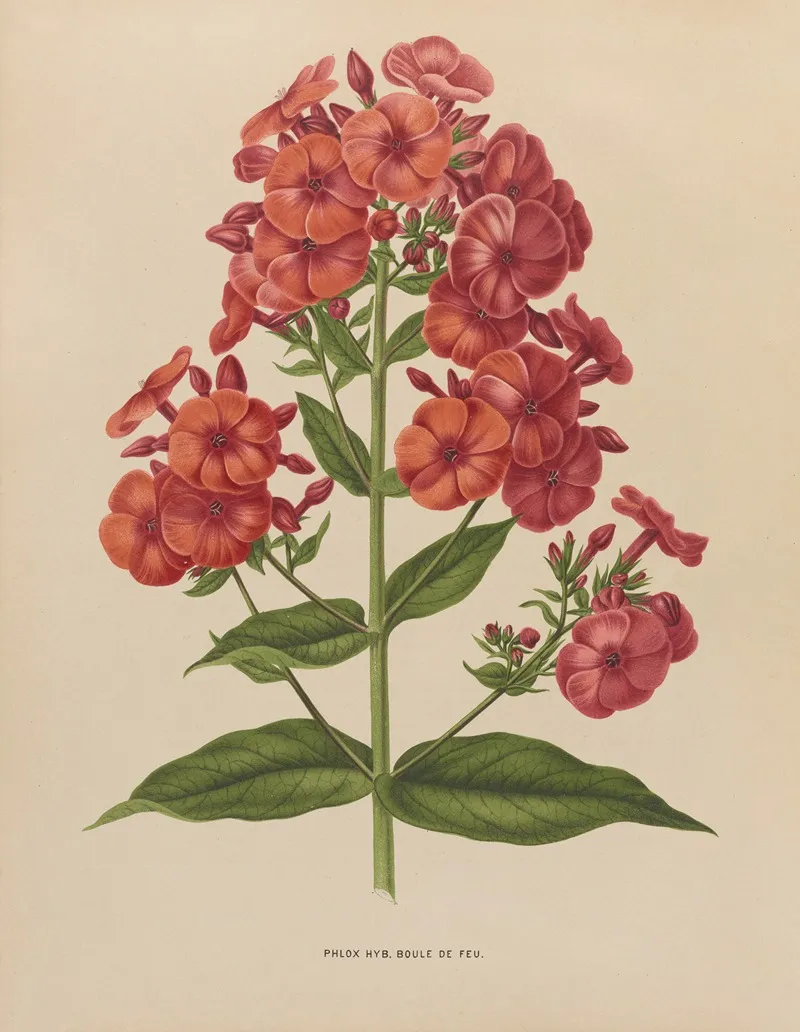Nederlandsche Flora En Pomona Pl 39 Wall Art by Abraham Jacobus Wendel - High-Resolution Digital Print