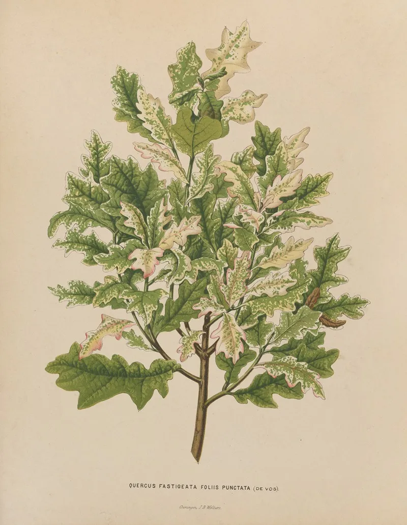 Nederlandsche Flora En Pomona Pl 40 Wall Art by Abraham Jacobus Wendel - High-Resolution Digital Print