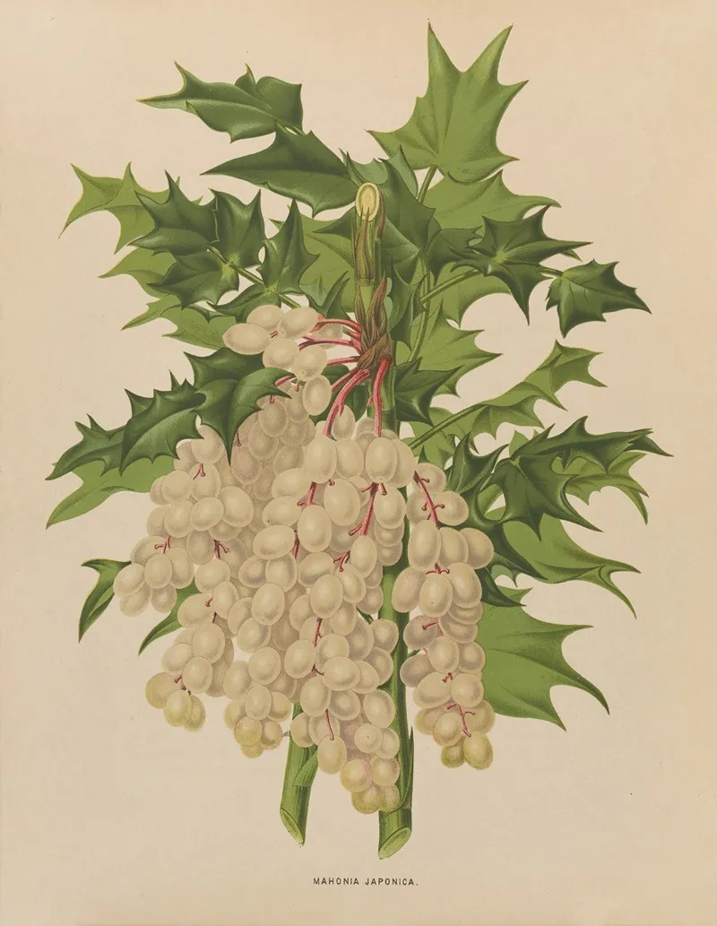 Nederlandsche Flora En Pomona Pl 41 Wall Art by Abraham Jacobus Wendel - High-Resolution Digital Print