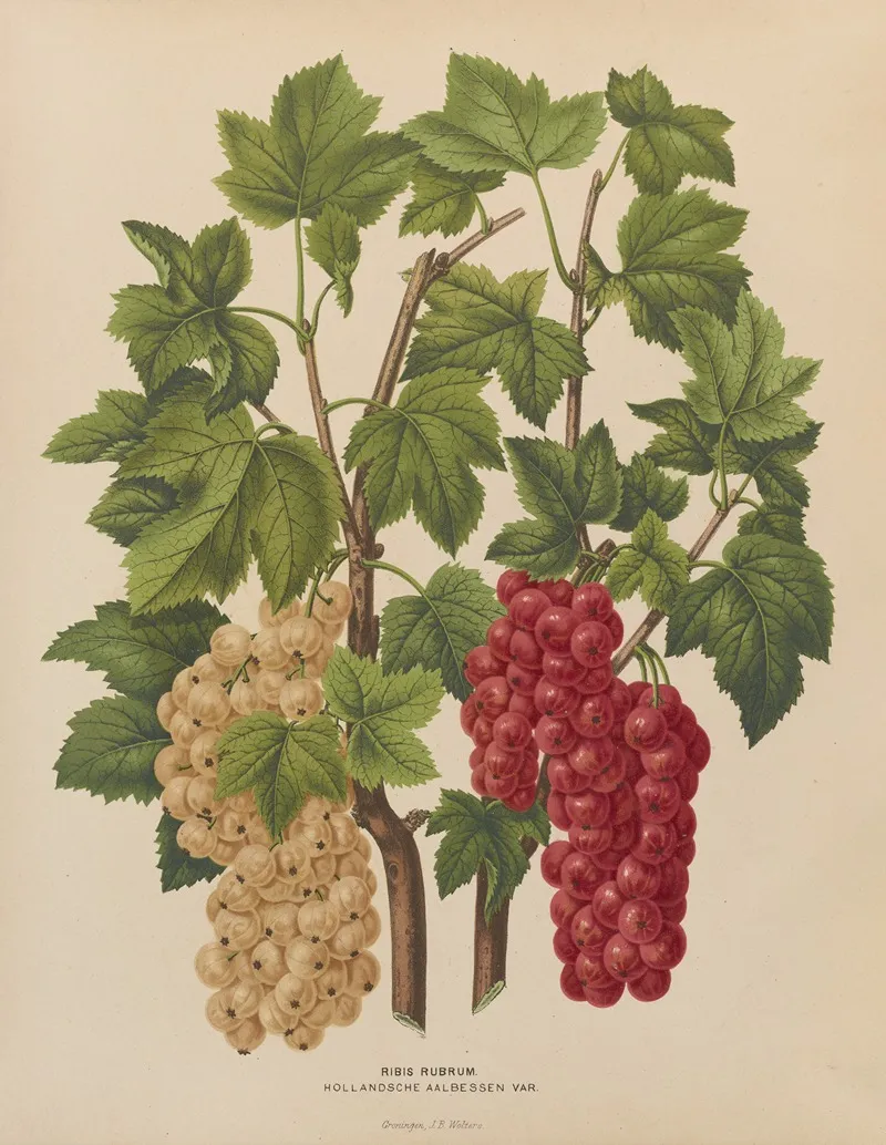 Nederlandsche Flora En Pomona Pl 44 Wall Art by Abraham Jacobus Wendel - High-Resolution Digital Print