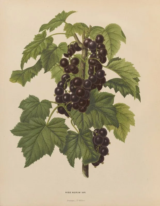 Nederlandsche Flora En Pomona Pl 45 Wall Art by Abraham Jacobus Wendel - High-Resolution Digital Print