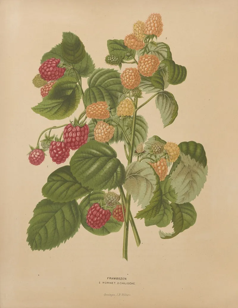 Nederlandsche Flora En Pomona Pl 46 Wall Art by Abraham Jacobus Wendel - High-Resolution Digital Print