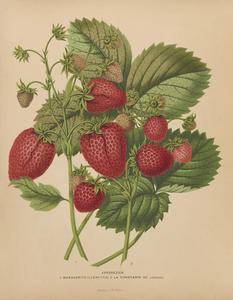 Nederlandsche Flora En Pomona Pl 48 Wall Art by Abraham Jacobus Wendel - High-Resolution Digital Print