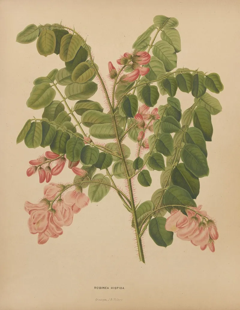 Nederlandsche Flora En Pomona Pl 49 Wall Art by Abraham Jacobus Wendel - High-Resolution Digital Print