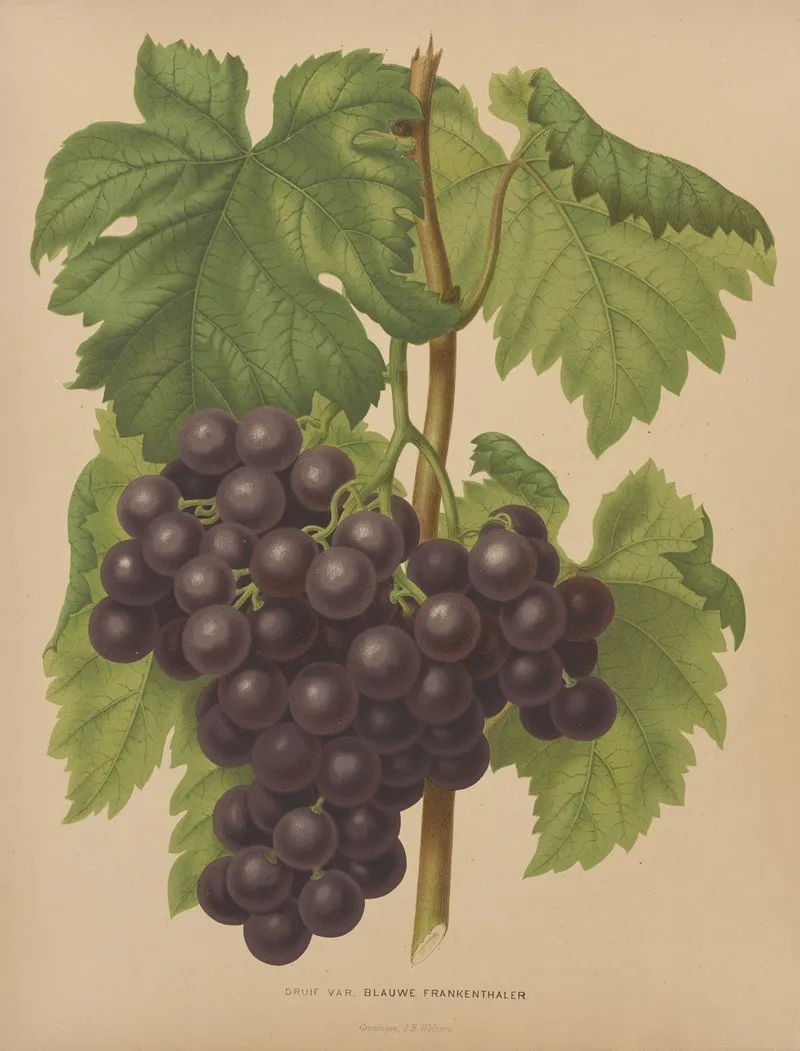 Nederlandsche Flora En Pomona Pl 50 Wall Art by Abraham Jacobus Wendel - High-Resolution Digital Print