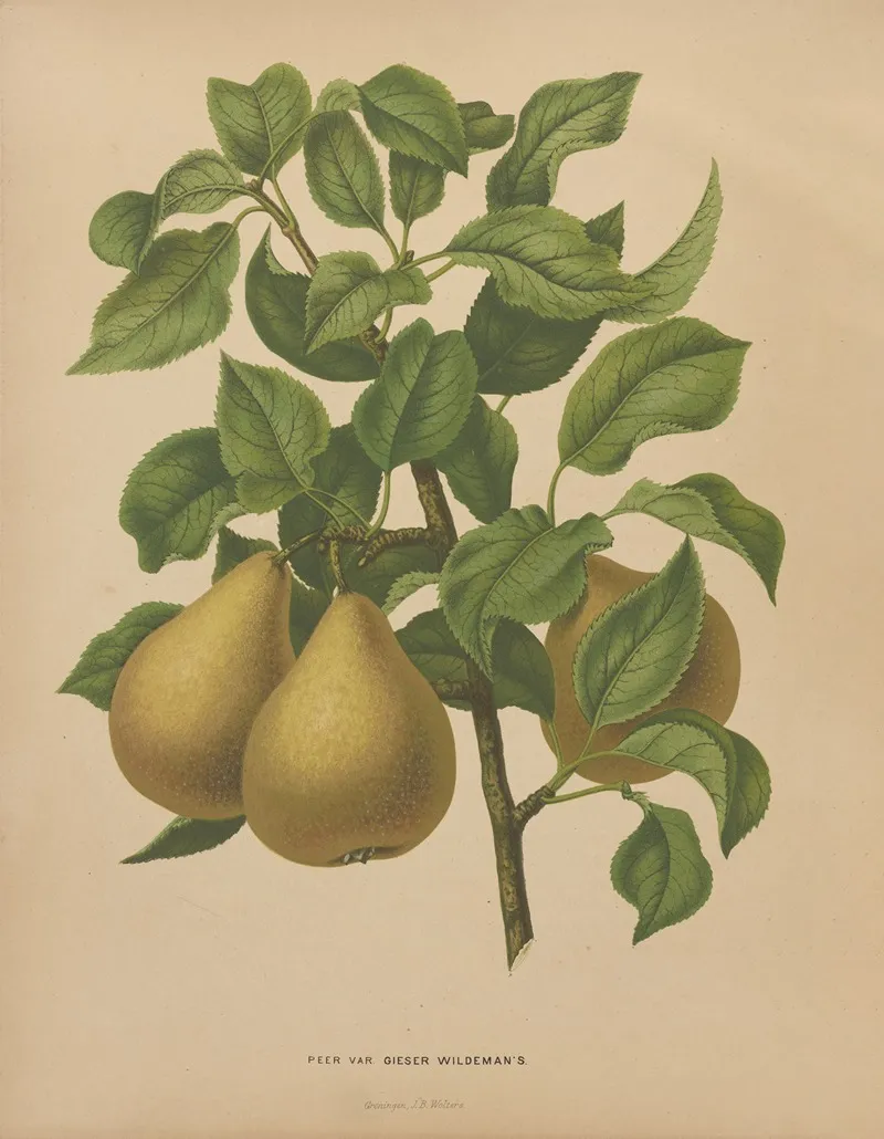 Nederlandsche Flora En Pomona Pl 51 Wall Art by Abraham Jacobus Wendel - High-Resolution Digital Print