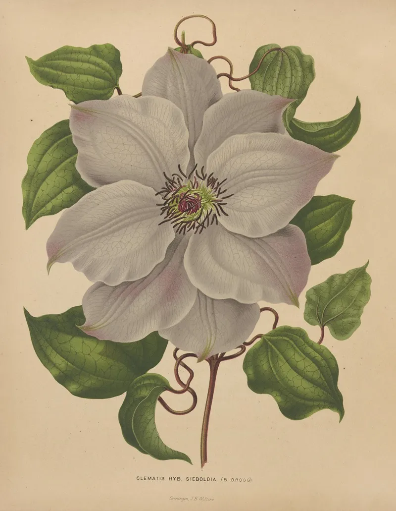 Nederlandsche Flora En Pomona Pl 54 Wall Art by Abraham Jacobus Wendel - High-Resolution Digital Print